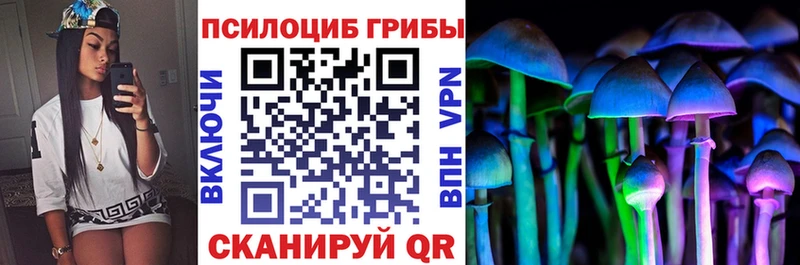 закладка  Мглин  Псилоцибиновые грибы Psilocybine cubensis 
